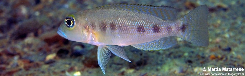 Lepidiolamprologus sp. 'meeli-boulengeri' Magambo<br><font color=gray>Lepidiolamprologus sp. 'meeli southeast' Magambo</font>