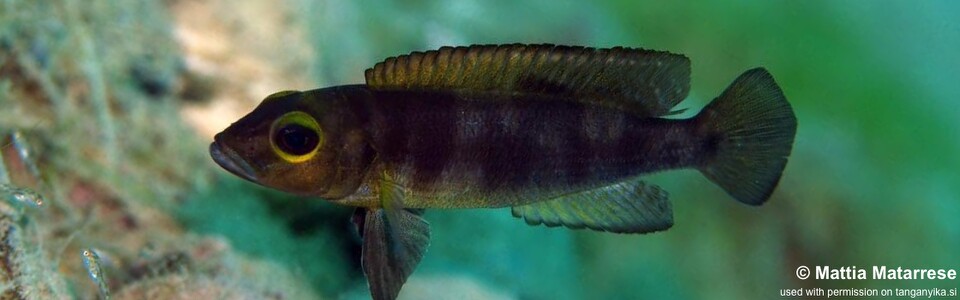 Lepidiolamprologus sp. 'meeli-boulengeri' Mtakuja - Lepidiolamprologus sp. 'meeli southeast' Mtakuja