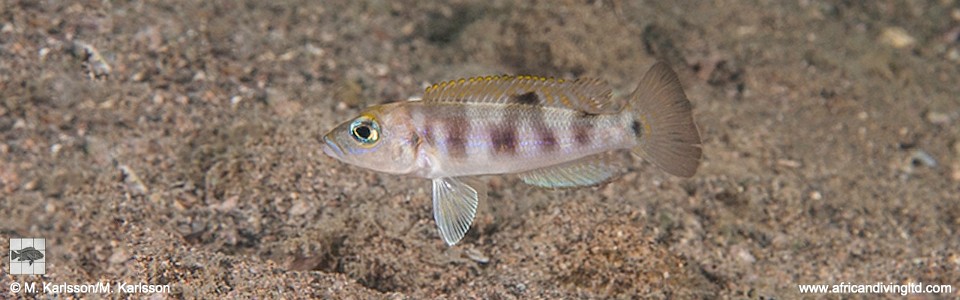 Lepidiolamprologus sp. 'meeli-boulengeri' Mwila Island<br><font color=gray>Lepidiolamprologus sp. 'meeli southeast' Mwila Is.</font>