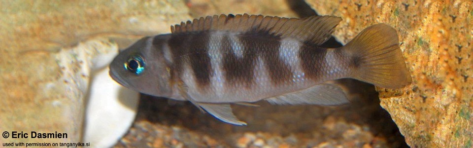 Lepidiolamprologus sp. 'meeli-boulengeri' Nkondwe Is.<br><font color=gray>Lepidiolamprologus sp. 'meeli southeast' Nkondwe Is.</font>