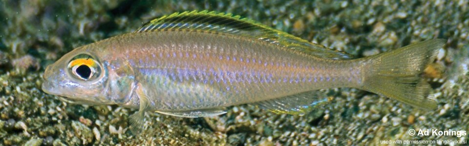 Lestradea perspicax 'Kawasindi Island' - Cardiopharynx sp. 'kabimba' Kawasindi Island