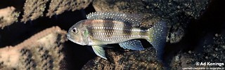 Limnochromis auritus.jpg