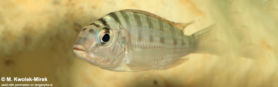 Limnotilapia dardennii 'Isanga'