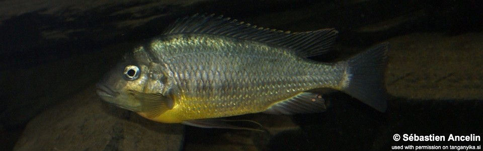 Limnotilapia dardennii (unknown locality)