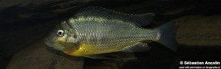 Limnotilapia dardennii.jpg