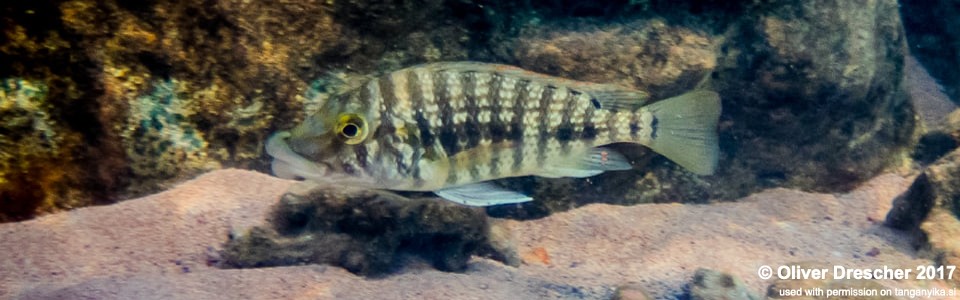 Lobochilotes labiatus 'Jakobsen's Beach'