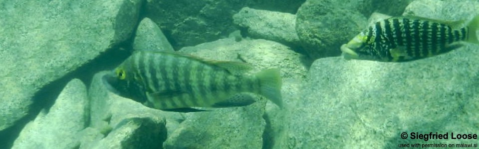 Lobochilotes labiatus 'Katenga'