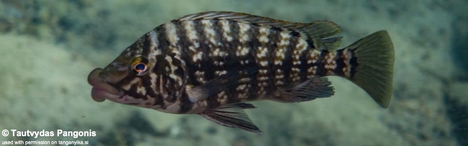 Lobochilotes labiatus 'Kisambala'