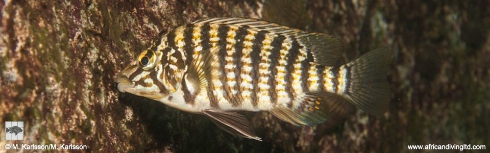 Lobochilotes labiatus 'Kolwe Point'