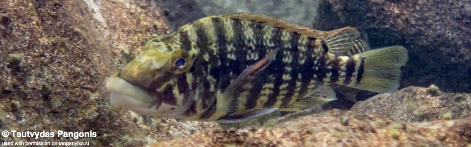 Lobochilotes labiatus 'Nkondwe Island'