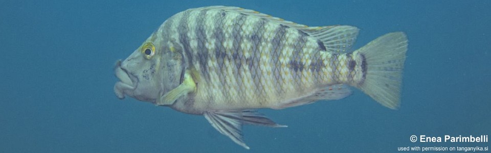 Lobochilotes labiatus 'Taala (Lusembwa) Point'