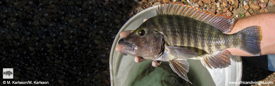 Lobochilotes labiatus 'Udachi'