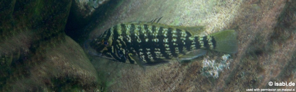 Lobochilotes labiatus (unknown locality)