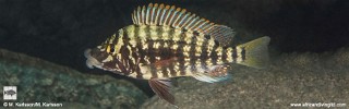 Lobochilotes labiatus 'Semwe Rocks'.jpg