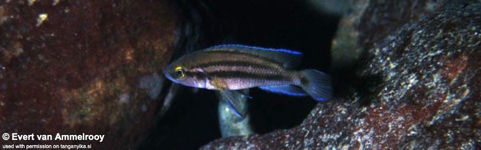 Neolamprologus bifasciatus 'Funda'