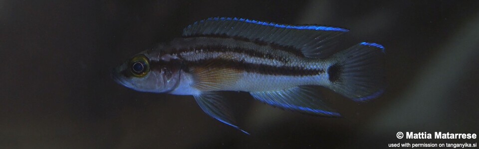 Neolamprologus bifasciatus 'Jakobsen's Beach'