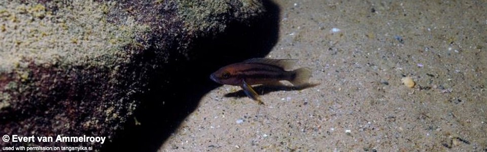 Neolamprologus bifasciatus 'Kambwimba'