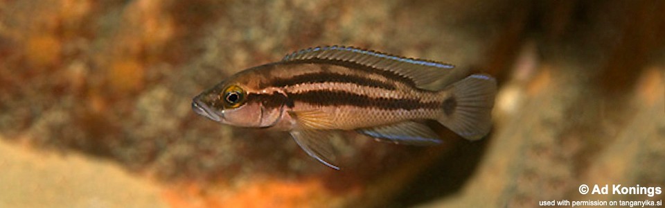 Neolamprologus bifasciatus 'Kantalamba'