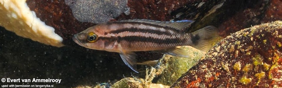 Neolamprologus bifasciatus 'Katete'