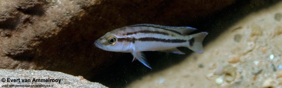 Neolamprologus bifasciatus 'Kigoma'