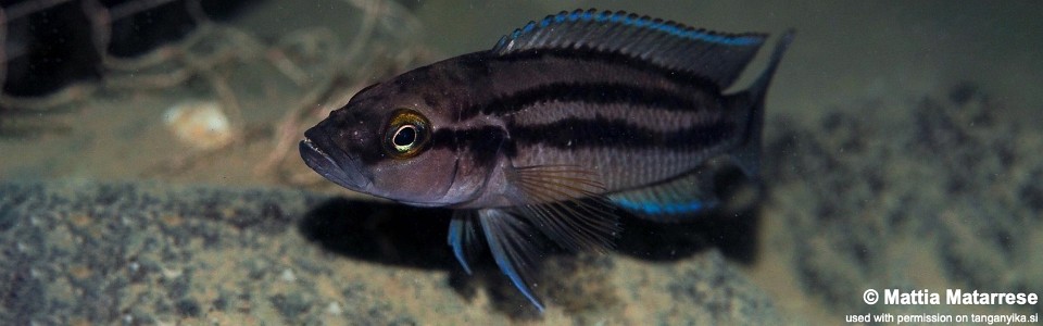 Neolamprologus bifasciatus 'Kombe'