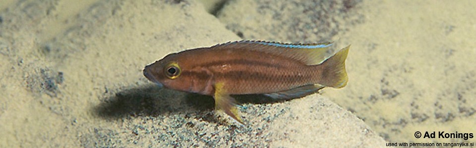 Neolamprologus bifasciatus 'Samazi'