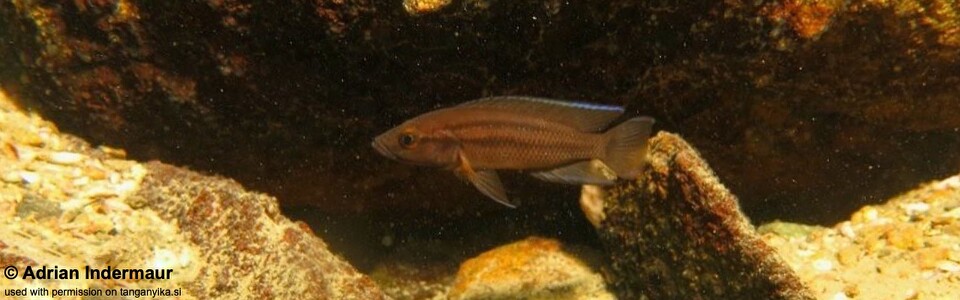 Neolamprologus bifasciatus (Southern Tanzania)
