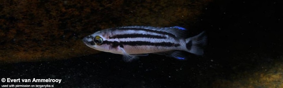 Neolamprologus bifasciatus (unknown locality)