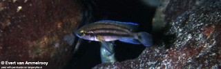 Neolamprologus bifasciatus 'Funda'.jpg