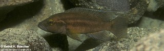 Neolamprologus bifasciatus 'Ilangi'.jpg