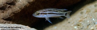 Neolamprologus bifasciatus 'Kigoma'.jpg