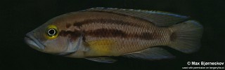 Neolamprologus bifasciatus 'Muzi'.jpg