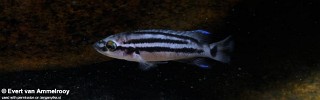 Neolamprologus bifasciatus.jpg