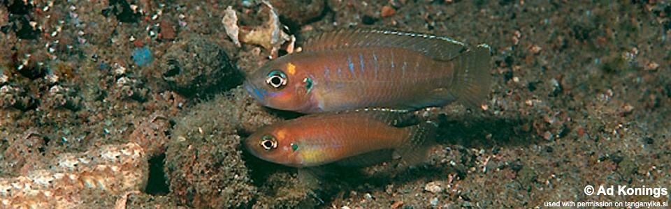 Neolamprologus brevis 'Cape Chaitika'