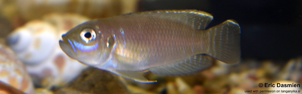 Neolamprologus brevis 'Cape Kabogo'