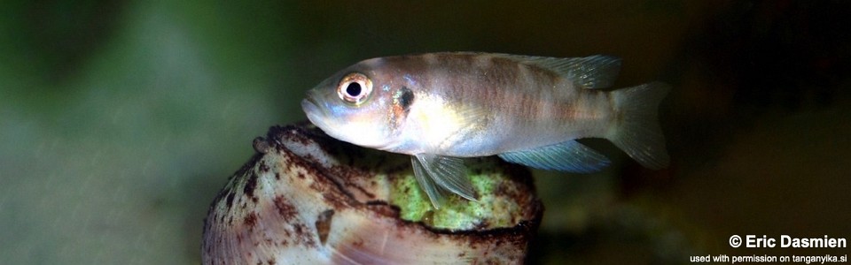 Neolamprologus brevis 'Cape Mpimbwe'