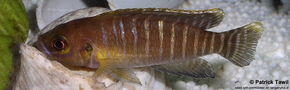 Neolamprologus brevis 'Chimba