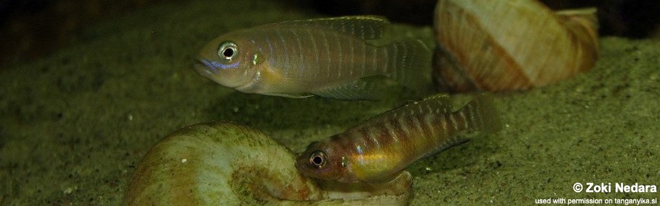 Neolamprologus brevis (Congo)