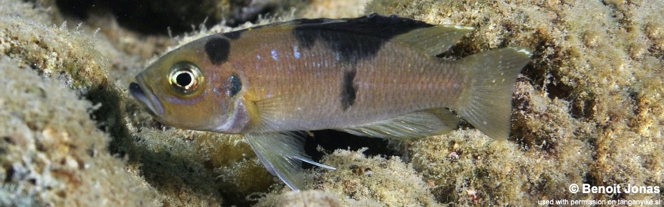 Neolamprologus brevis 'Karilani Island'