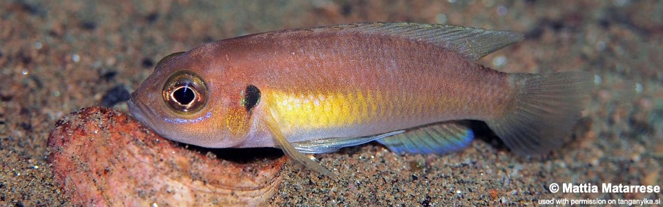 Neolamprologus brevis 'Kasongola'