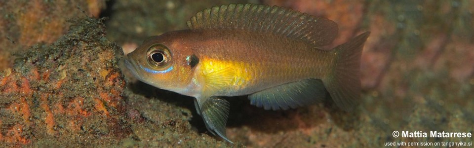 Neolamprologus brevis 'Kaswente Bay'