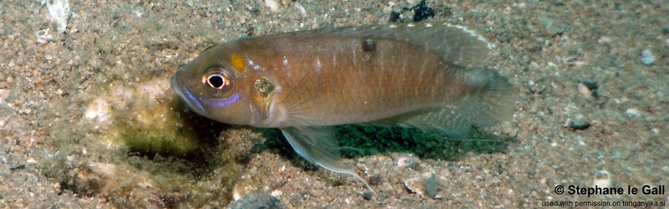 Neolamprologus brevis 'Katabe Bay'