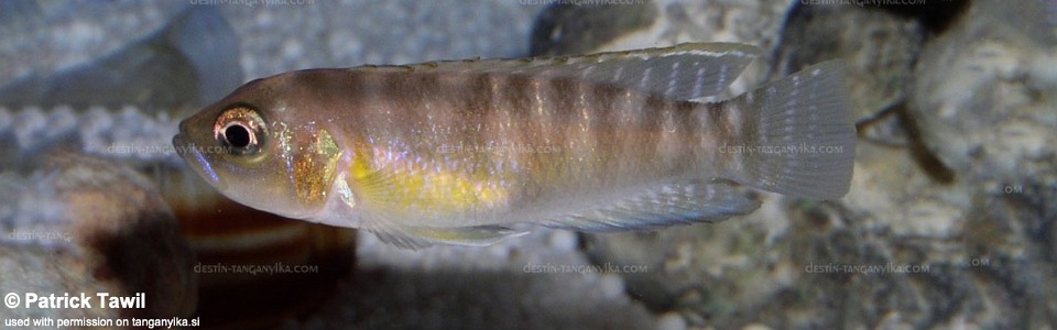 Neolamprologus brevis 'Bilila (Kavala) Island'