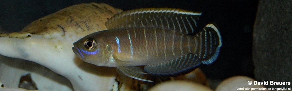 Neolamprologus brevis 'Kiku'