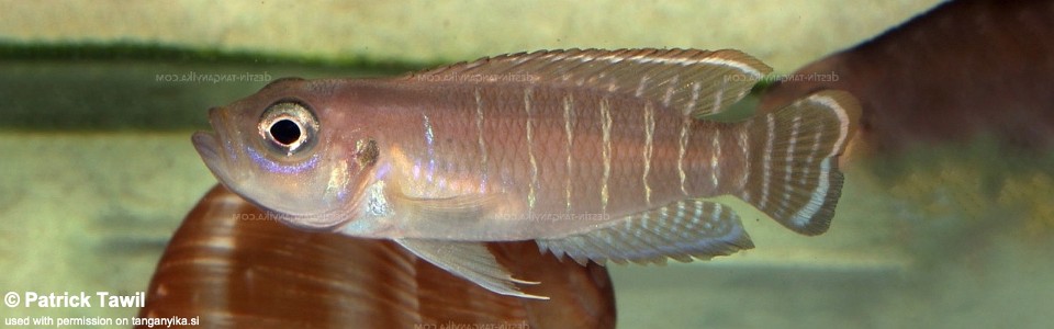 Neolamprologus brevis 'Livua'