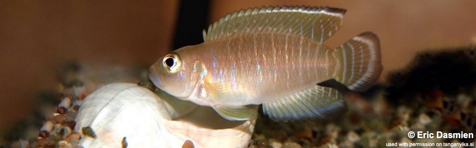 Neolamprologus brevis 'Mtoto'