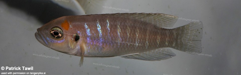 Neolamprologus brevis 'Nkondwe Island'