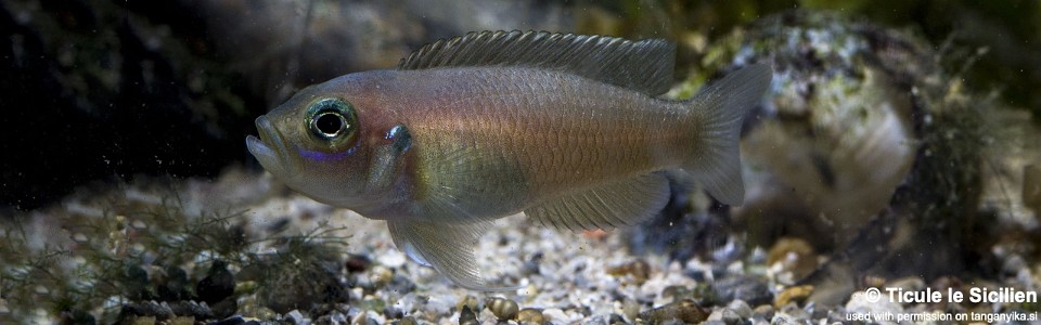 Neolamprologus brevis 'Sibwesa'