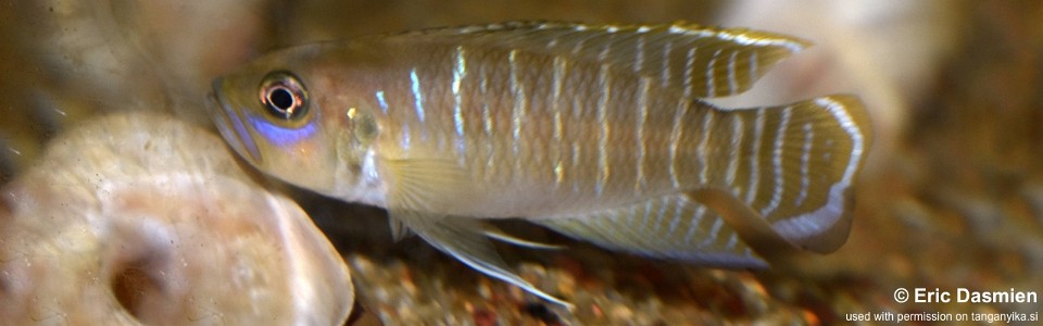 Neolamprologus brevis 'Tembwe (Deux)'