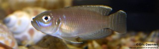 Neolamprologus brevis 'Cape Kabogo'.jpg